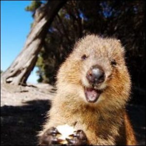 画像 オーストラリアのピカチュウ似クオッカの笑顔 日本の動物園に